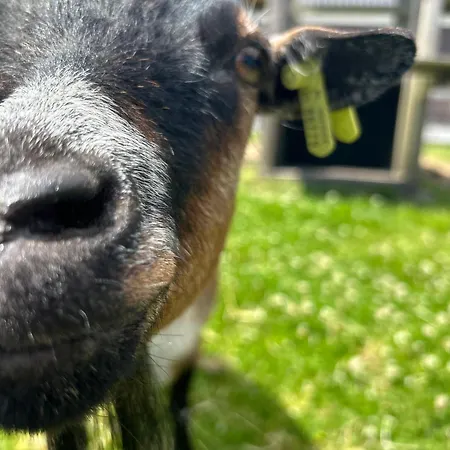 Zunderdorp 3* أمستردام