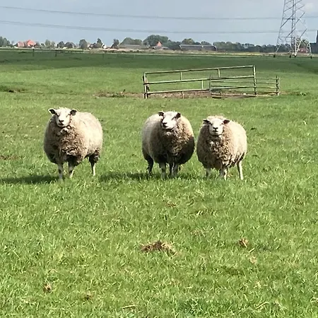 Zunderdorp