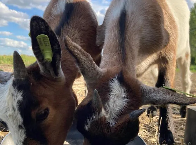 Zunderdorp 암스테르담