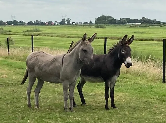 Zunderdorp 阿姆斯特丹