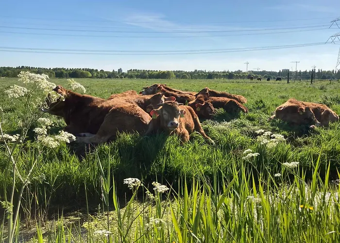Zunderdorp 암스테르담